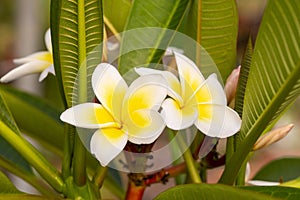 Plumeria is a genus of the Apocynaceae family. Plumeria alba