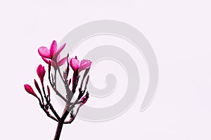 Plumeria is a genus of flowering plants in the dogbane family,