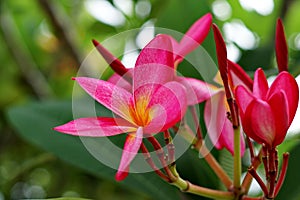 Plumeria is a genus of flowering plants in the dogbane family