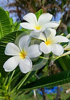 Plumeria or Graveyard tree or Frangipani, beautiful flowers growing up in the garden in countryside of Thailand.