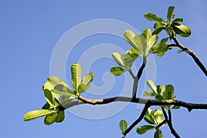 Plumeria green leaves