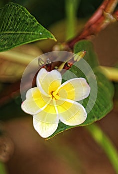 A plumeria in Hawaii