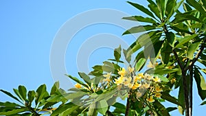 Plumeria, kamboja jepang Tree