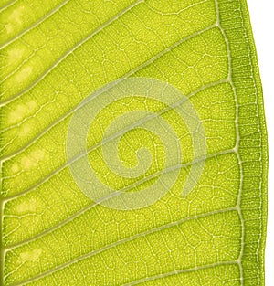 Plumeria Leaf texture