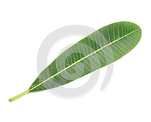 Plumeria  leave isolated on white background.green leave on white background