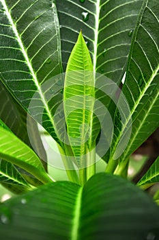 Plumeria leaves