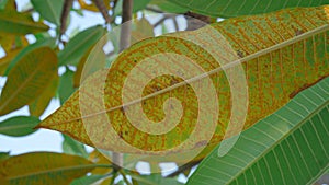 The Plumeria leaves is a disease plumeria rust. Coleosporium plumeriae