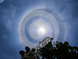 Plumeria Leaves in front of a Black Silhouette of The Sun Halo i