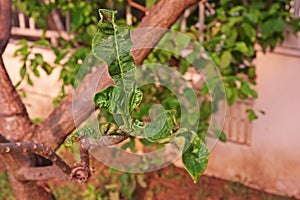 Plumeria leaves and shoot malformation