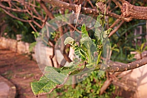 Plumeria leaves and shoot malformation