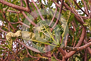 Plumeria leaves and shoot malformation