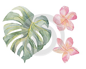 Plumeria, monstera. Set with tropical exotic plants. Watercolor colorful flowers. Object isolated on white background
