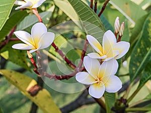 Plumeria