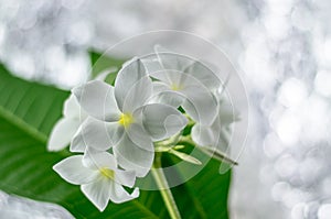 Plumeria, nature, aromatherapy, beautiful, beauty