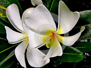 Plumeria obtusa