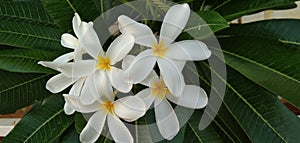 Plumeria obtusa Garden plant white colour flower