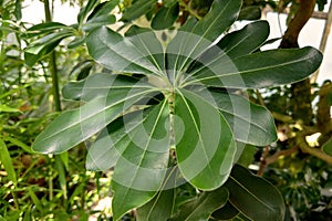 Plumeria obtusa, the Singapore graveyard flower, is a species of the genus Plumeria