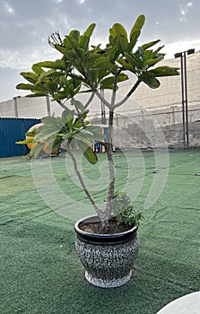 Plumeria obtusa temple tree plant