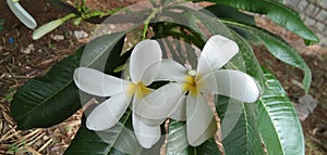 Plumeria obtusa white flower back green lraf