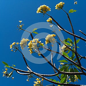 Plumeria over blue sky