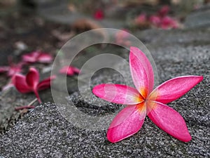 Plumeria pink flowers that fall on the floor.