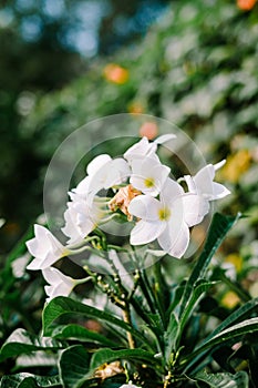 Plumeria pudica, also known as the white frangipani