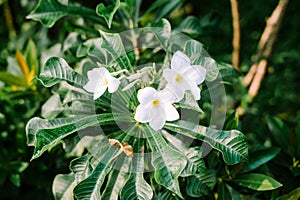 Plumeria pudica, also known as the white frangipani,