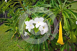 A plumeria pudica bush blossoming on an island in the southern caribbean