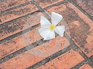 Plumeria on red bricks floor background