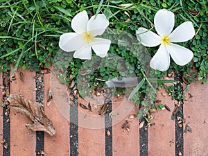 Plumeria on red bricks floor background