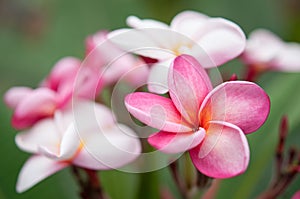 Plumeria rubra