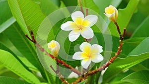 Plumeria rubra common frangipani blooming flowers