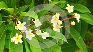 Plumeria rubra common frangipani blooming flowers