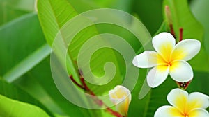 Plumeria rubra common frangipani blooming flowers