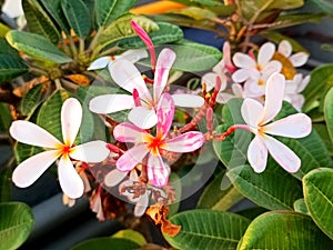 Plumeria Rubra flowers-2