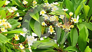 Plumeria rubra frangipani blooming flowers