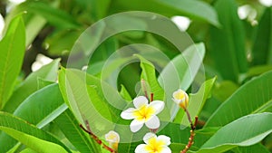 Plumeria rubra frangipani blooming flowers