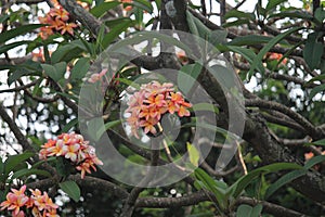 Plumeria rubra, Jamsin-Manga in Quinta da Boa Vista public park photo