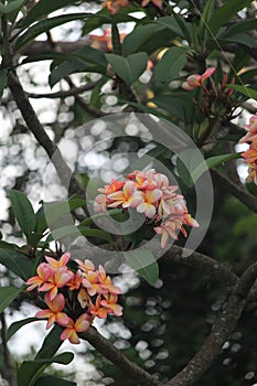 Plumeria rubra, Jamsin-Manga in Quinta da Boa Vista public park photo