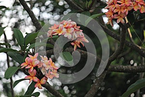 Plumeria rubra, Jamsin-Manga in Quinta da Boa Vista public park photo