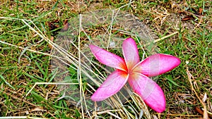 Plumeria rubra pink flower, on the background of green grass