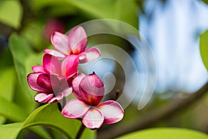 Plumeria Rubra or Red Frangipani Flower, Queensland Australia