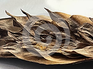 plumeria seed pod opening