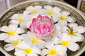 Plumeria spa flowers over water with pink lotus