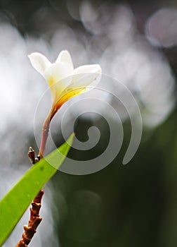 Plumeria, Templetree exotic aroma smell BALI style spa flowers photo