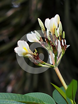 Plumeria, Templetree exotic aroma smell BALI style spa flowers photo