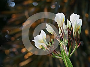 Plumeria, Templetree exotic aroma smell BALI style spa flowers photo