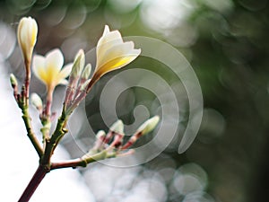 Plumeria, Templetree exotic aroma smell BALI style spa flowers photo