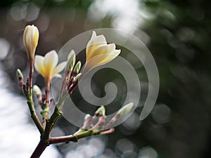 Plumeria, Templetree exotic aroma smell BALI style spa flowers photo