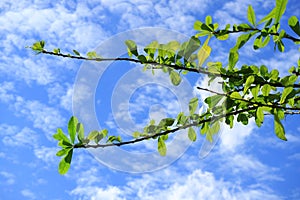 Plumeria tree branches with vibrant green leaves against vibrant blue sky and white clouds of Bangkok